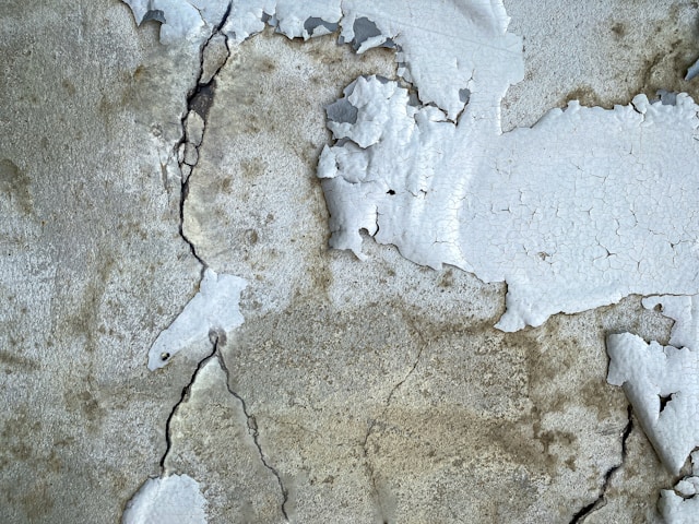 12 Truths You Need to Know About Mold Removal Services