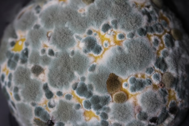Mold Removal How to Do It Safely