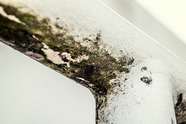 Mold Removal The Dangerous Household Issue People Ignore Too Long